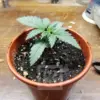 Blimburn Seeds ak auto Samen – Bild 2