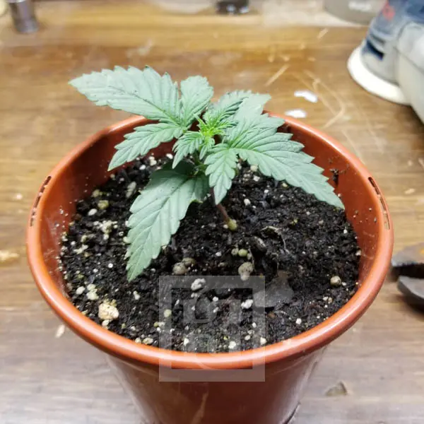 Blimburn Seeds ak auto Samen – Bild 2
