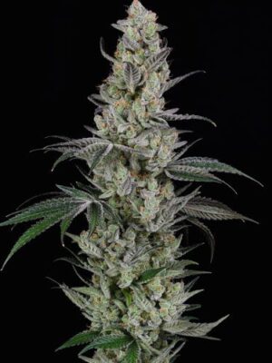 Spliff Seeds AK 5 Stk feminisiert Spliff Seeds AK 5 Stk feminisiert