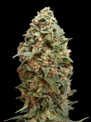 Advanced Seeds afghan skunk Samen Advanced Seeds afghan skunk Samen
