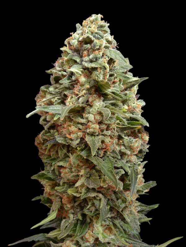 Advanced Seeds afghan skunk Samen
