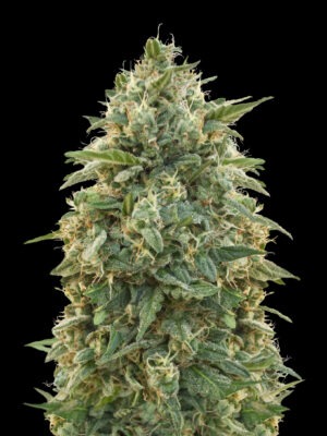 Advanced Seeds amnesia Samen Advanced Seeds amnesia Samen