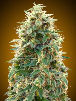 00 Seeds auto 00 cheese Samen
