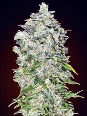 00 Seeds auto 00 kush Samen
