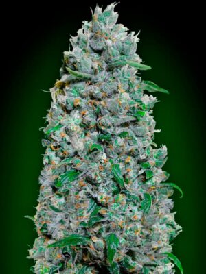 00 Seeds auto afghan mass xxl Samen