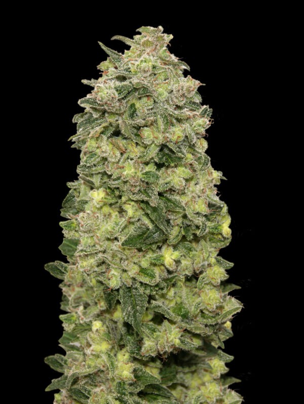 Advanced Seeds auto afghan skunk Samen