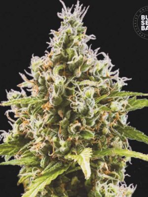 Bulk Seeds Bank Auto Amnesia Haze 10 Stk feminisiert