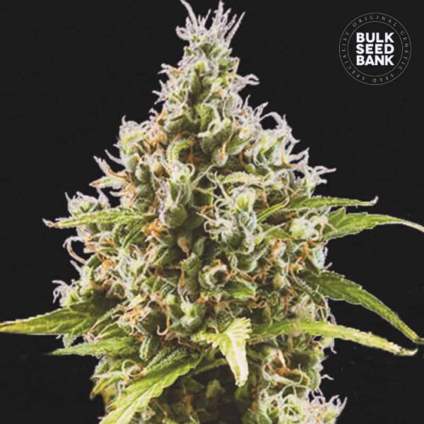 Bulk Seeds Bank Auto Amnesia Haze 10 Stk feminisiert
