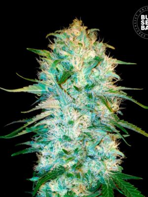 Bulk Seeds Bank Auto Amnesia Platinum 10 Stk feminisiert