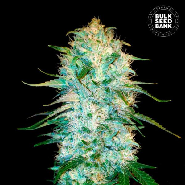 Bulk Seeds Bank Auto Amnesia Platinum 10 Stk feminisiert