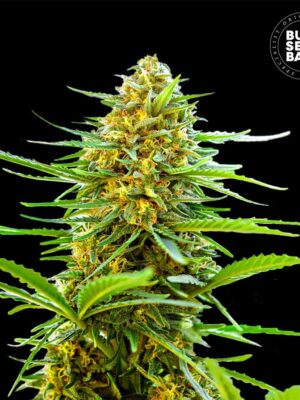 Bulk Seeds Bank Auto Banana Monkey 10 Stk feminisiert
