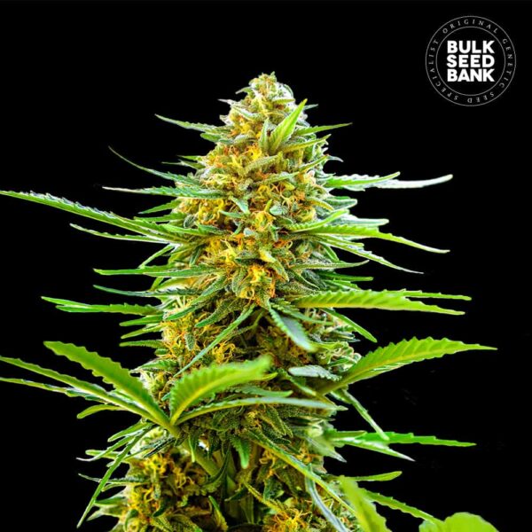 Bulk Seeds Bank Auto Banana Monkey 10 Stk feminisiert