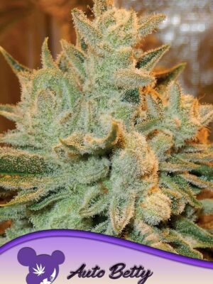 Anesia Seeds auto betty Samen Anesia Seeds auto betty Samen