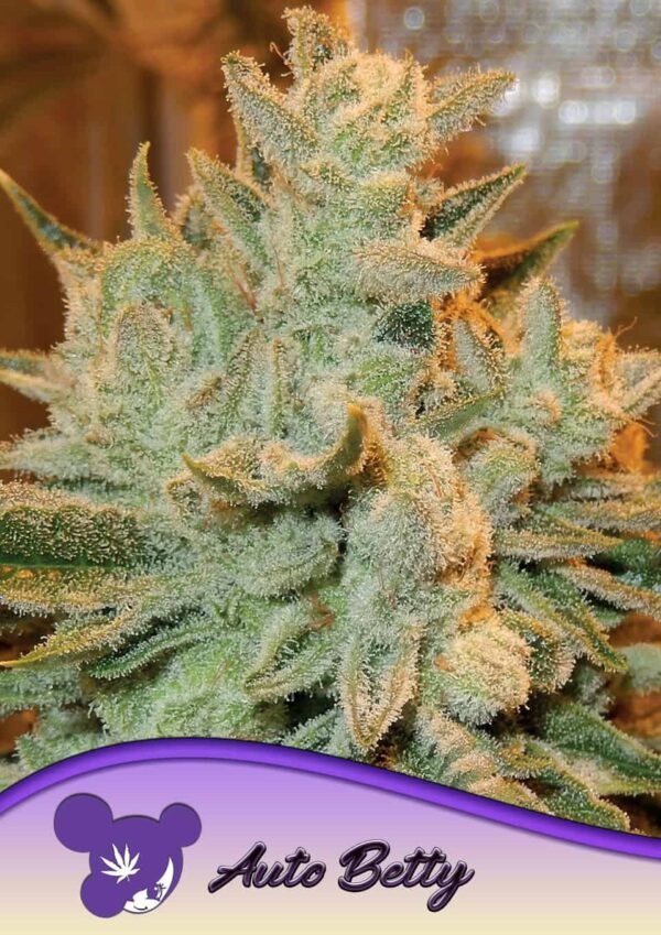 Anesia Seeds auto betty Samen