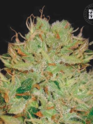 Bulk Seeds Bank Auto Bigger Bud 10 Stk feminisiert