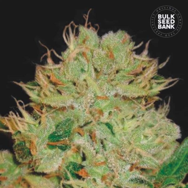 Bulk Seeds Bank Auto Bigger Bud 10 Stk feminisiert