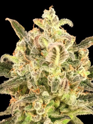Advanced Seeds auto biodiesel mass xxl Samen Advanced Seeds auto biodiesel mass xxl Samen