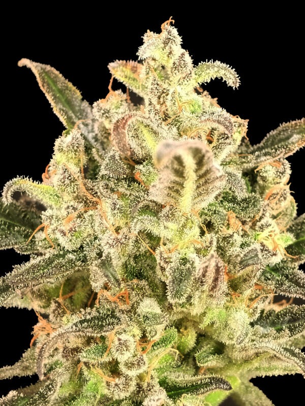 Advanced Seeds auto biodiesel mass xxl Samen