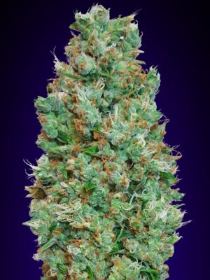 00 Seeds auto blueberry Samen