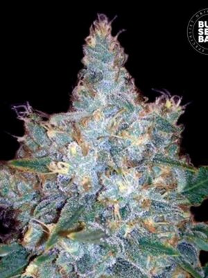 Bulk Seeds Bank Auto Blueberry Berry 10 Stk feminisiert