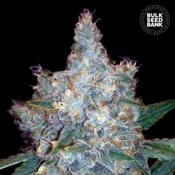 Bulk Seeds Bank Auto Blueberry Berry 10 Stk feminisiert