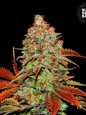 Bulk Seeds Bank Auto Bubblegum Extra 10 Stk feminisiert Bulk Seeds Bank Auto Bubblegum Extra 10 Stk feminisiert