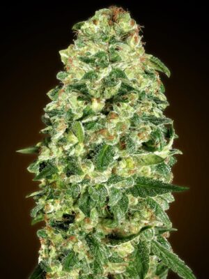 00 Seeds auto california kush Samen