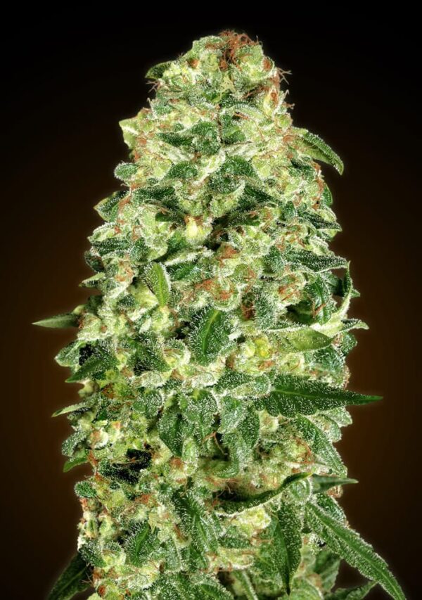 00 Seeds auto california kush Samen