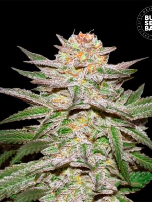 Bulk Seeds Bank Auto Caramel King 5 Stk feminisiert Bulk Seeds Bank Auto Caramel King 10 Stk feminisiert