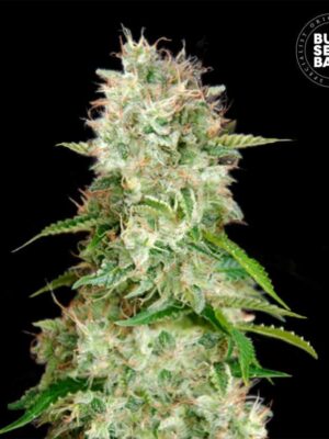 Bulk Seeds Bank Auto Cheese 5 Stk feminisiert Bulk Seeds Bank Auto Cheese 10 Stk feminisiert