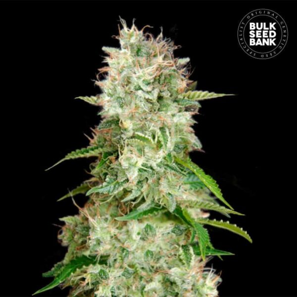 Bulk Seeds Bank Auto Cheese 10 Stk feminisiert