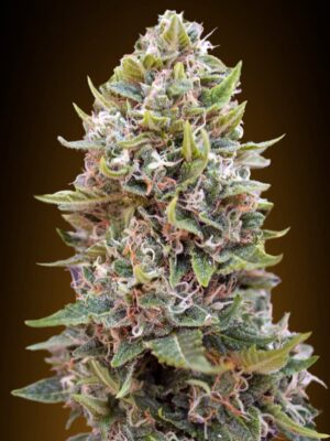 00 Seeds auto cheese berry Samen