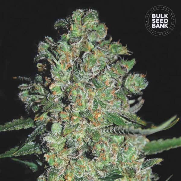 Bulk Seeds Bank Auto Chronical 10 Stk feminisiert