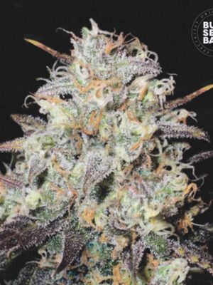 Bulk Seeds Bank Auto Cocopopo 10 Stk feminisiert