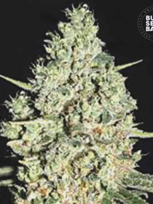 Bulk Seeds Bank Auto Critical 10 Stk feminisiert