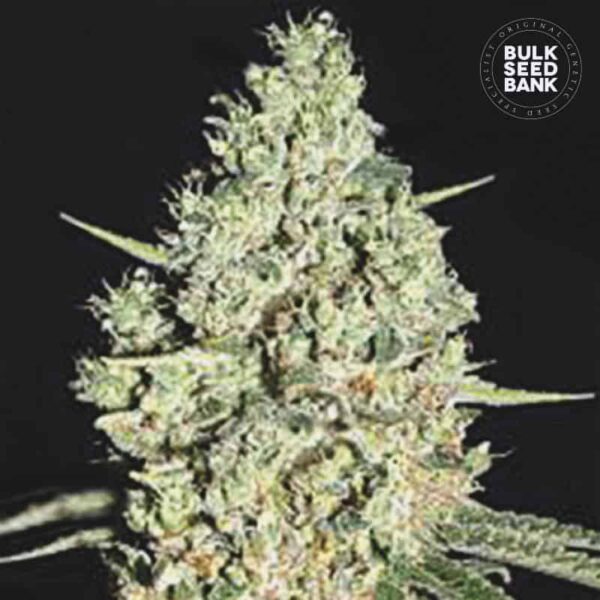 Bulk Seeds Bank Auto Critical 10 Stk feminisiert