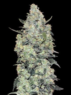 Advanced Seeds auto critical mass Samen Advanced Seeds auto critical mass Samen