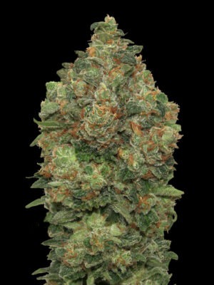 Advanced Seeds auto critical soma Samen Advanced Seeds auto critical soma Samen