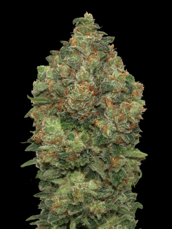 Advanced Seeds auto critical soma Samen