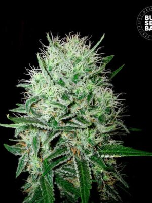 Bulk Seeds Bank Auto Devil's Kiss 10 Stk feminisiert
