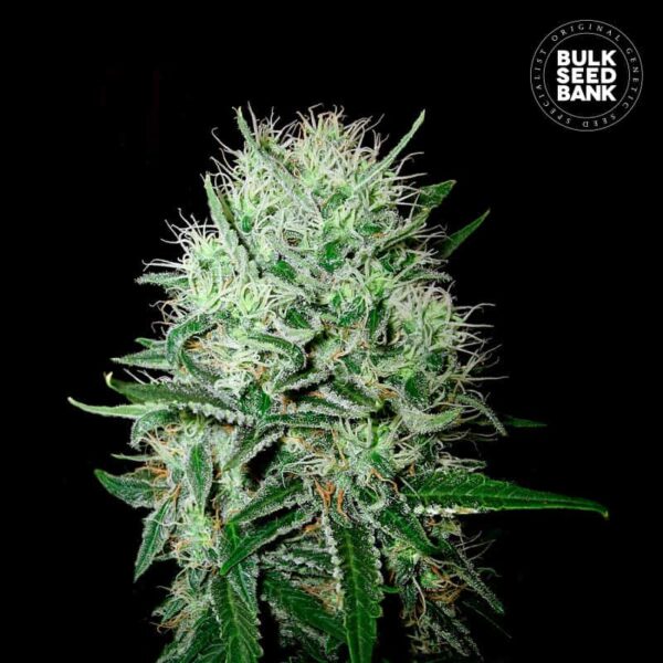 Bulk Seeds Bank Auto Devil's Kiss 10 Stk feminisiert
