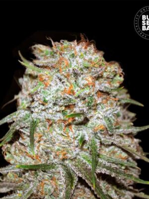 Bulk Seeds Bank Auto East Ryder 10 Stk feminisiert