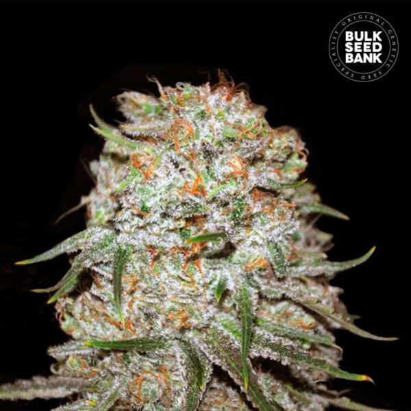 Bulk Seeds Bank Auto East Ryder 10 Stk feminisiert
