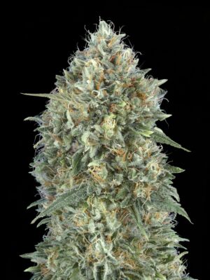Advanced Seeds auto gelato 33 Samen Advanced Seeds auto gelato 33 Samen