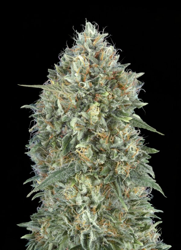 Advanced Seeds auto gelato 33 Samen