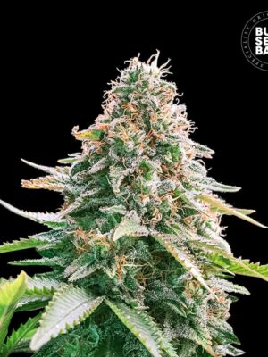 Bulk Seeds Bank Auto Gelato Samba 10 Stk feminisiert