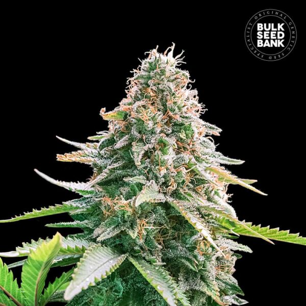 Bulk Seeds Bank Auto Gelato Samba 10 Stk feminisiert