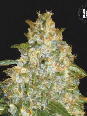Bulk Seeds Bank Auto Good Wild Shark 10 Stk feminisiert