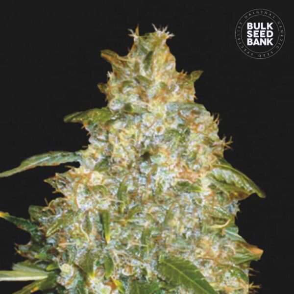 Bulk Seeds Bank Auto Good Wild Shark 10 Stk feminisiert
