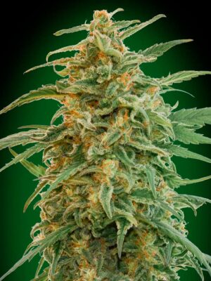 00 Seeds auto gorilla Samen